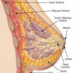 anatomia-da-mama