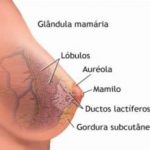 anatomia-da-mama-2